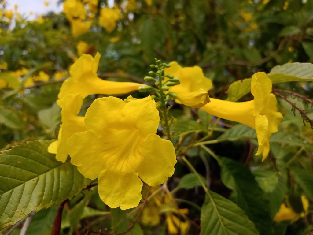 Realme 3 camera (2)