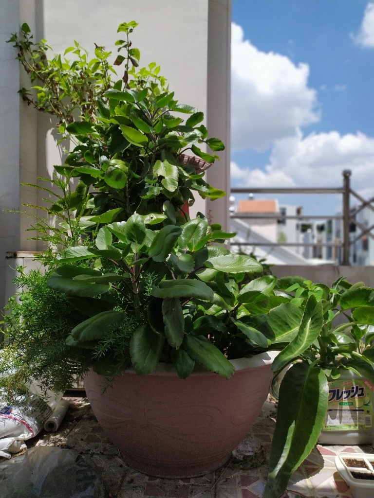 Redmi Note 7 Portrait Mode