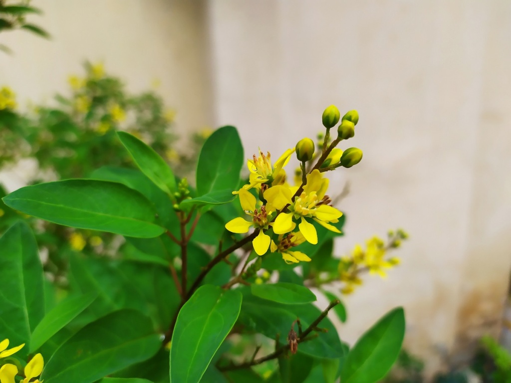 Redmi Note 7 camera (1)
