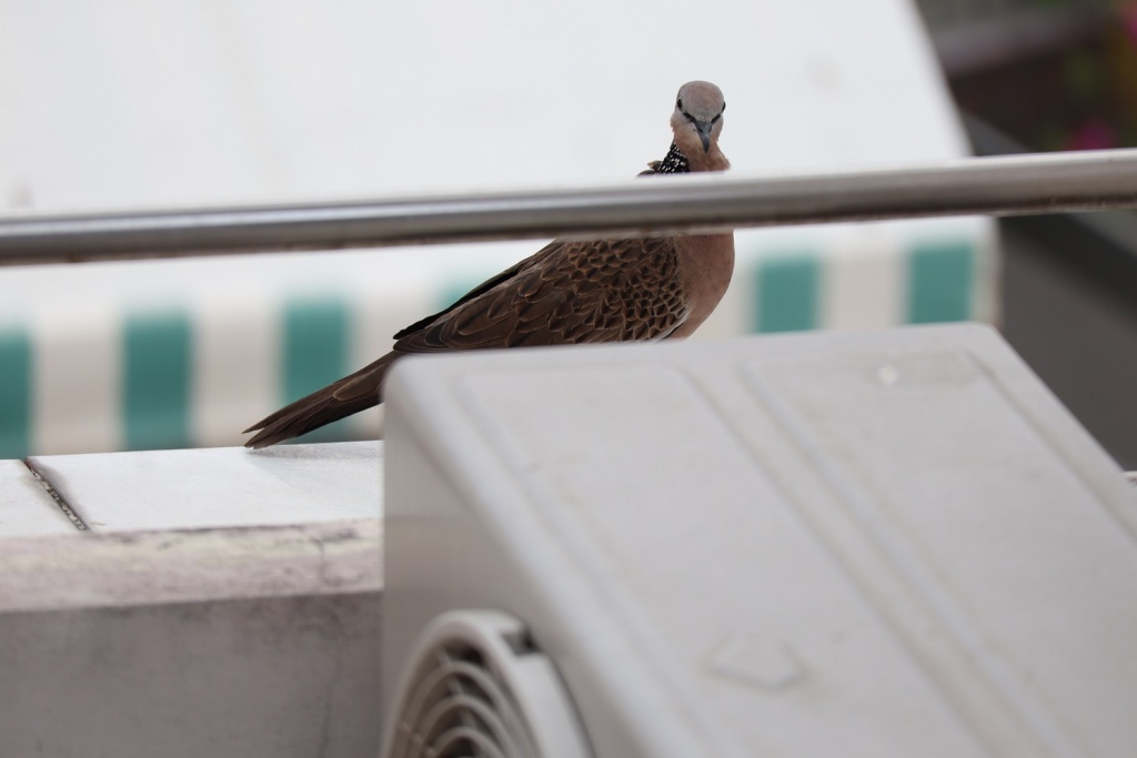 danh-gia-canon-eos-m200-review-selfie-vlog-shot-migovi-10