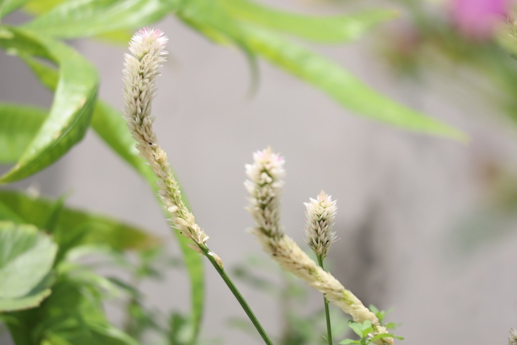 danh-gia-canon-eos-m200-review-selfie-vlog-shot-migovi-2