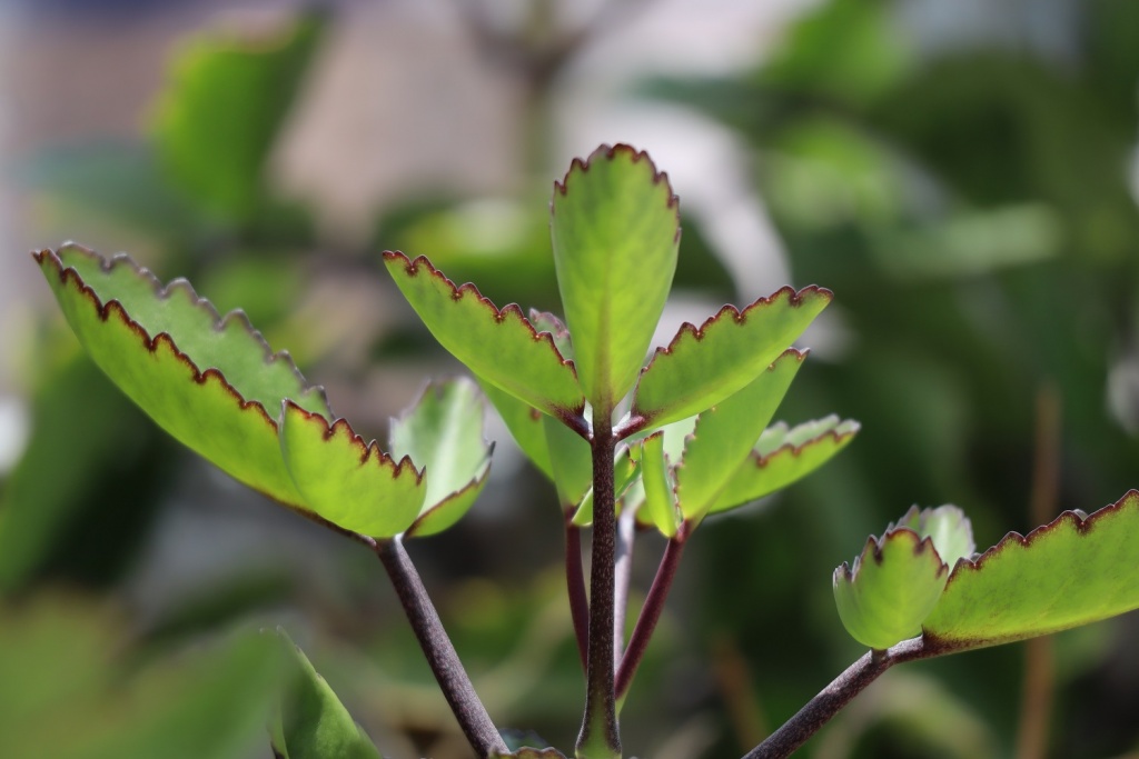 danh-gia-canon-eos-m200-review-selfie-vlog-shot-migovi-4