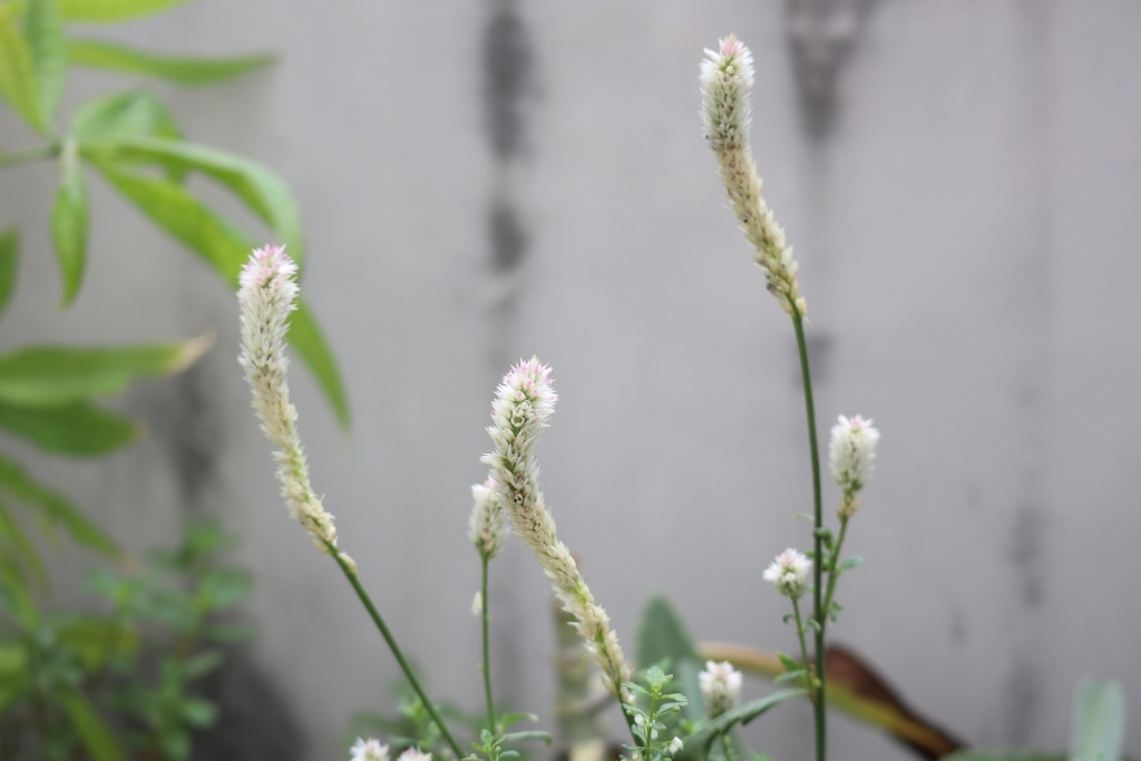 danh-gia-canon-eos-m200-review-selfie-vlog-shot-migovi-7