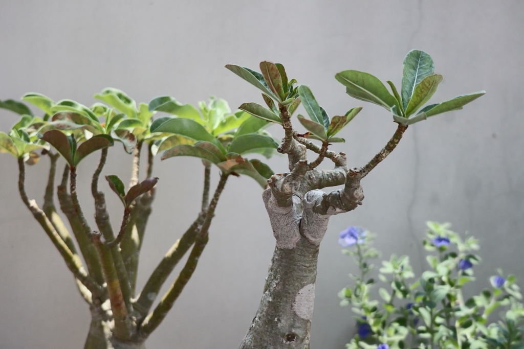 danh-gia-canon-eos-m200-review-selfie-vlog-shot-migovi-8