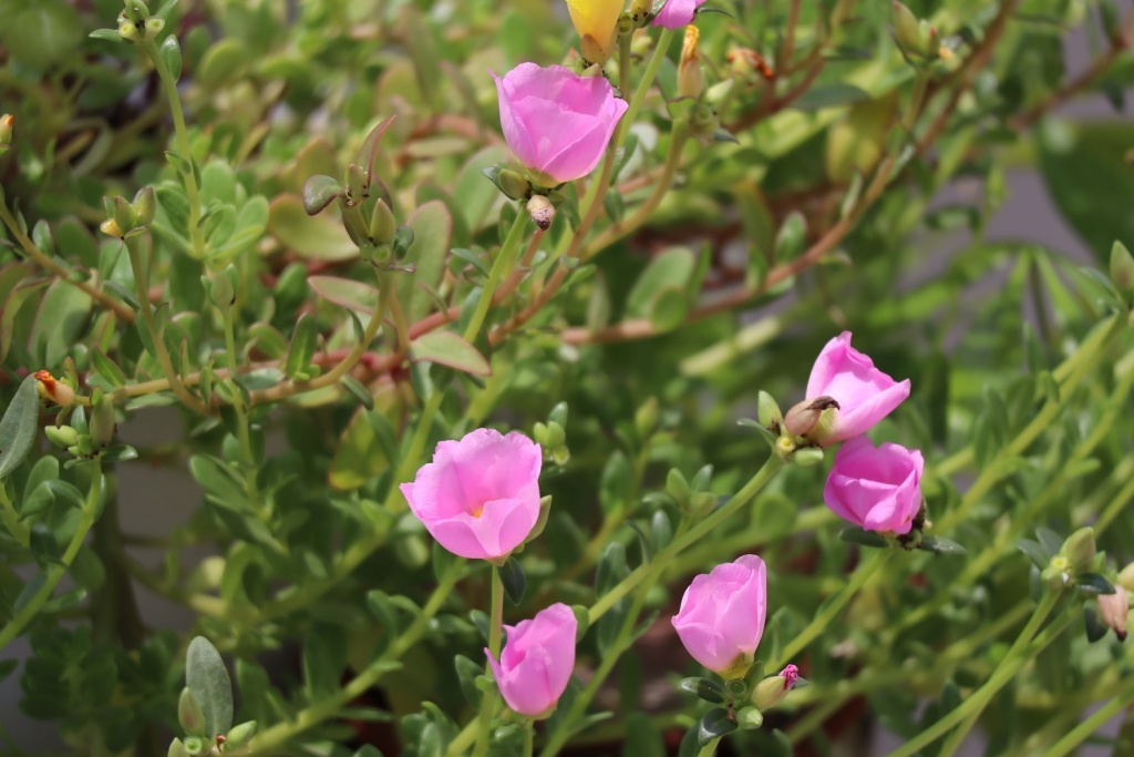 danh-gia-canon-eos-m200-review-selfie-vlog-shot-migovi-9