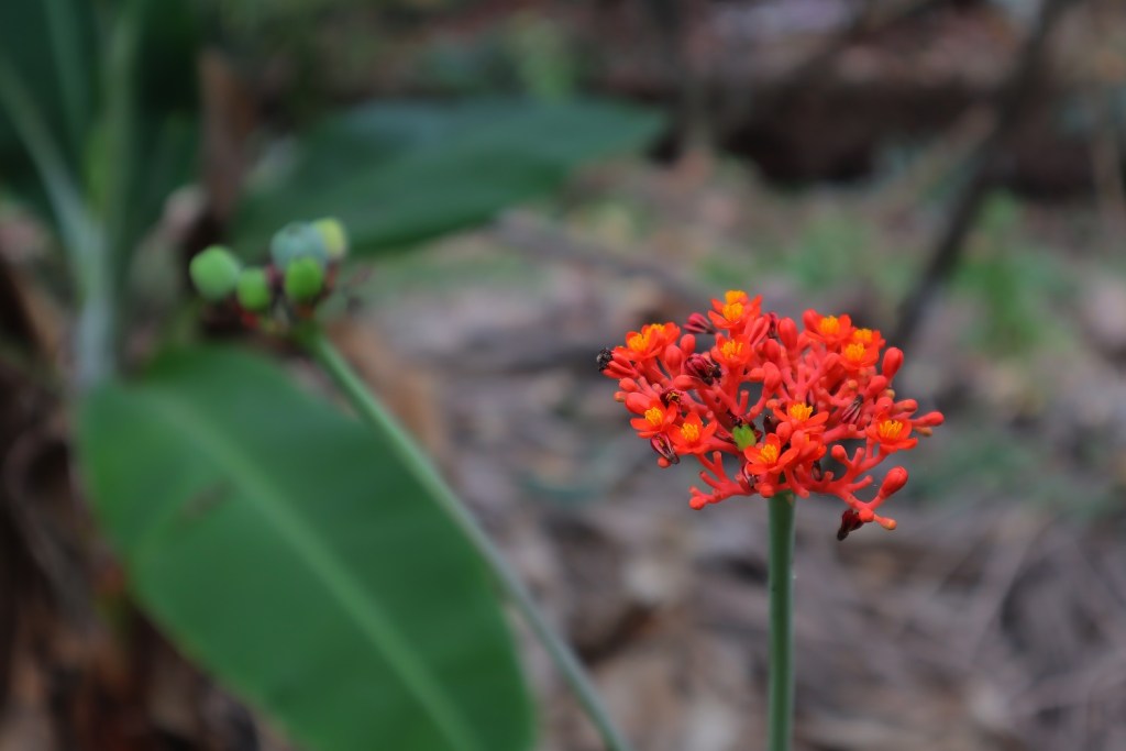 canon-eos-m50-mark-ii-sample-image-migovi-1