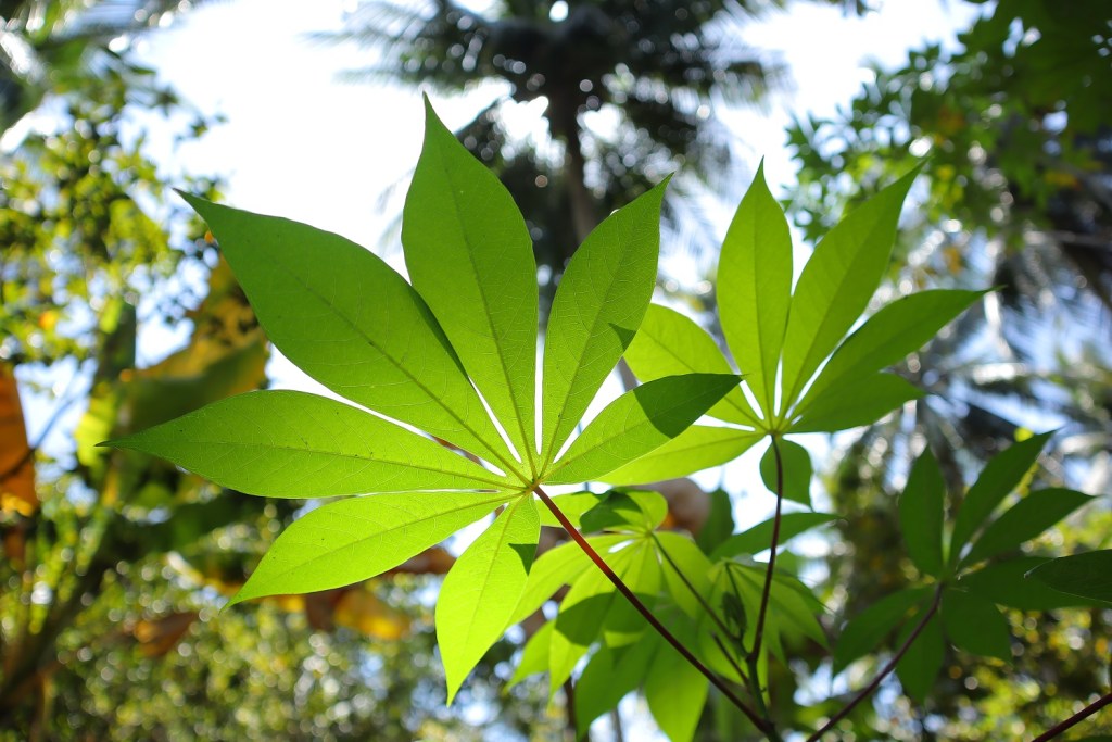 canon-eos-m50-mark-ii-sample-image-migovi-6