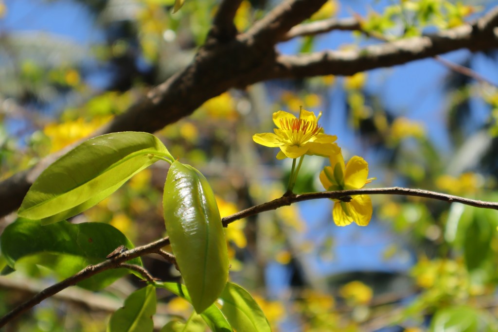 canon-eos-m50-mark-ii-sample-image-migovi-7