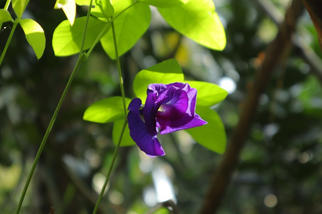 canon-eos-m50-mark-ii-sample-image-migovi-9