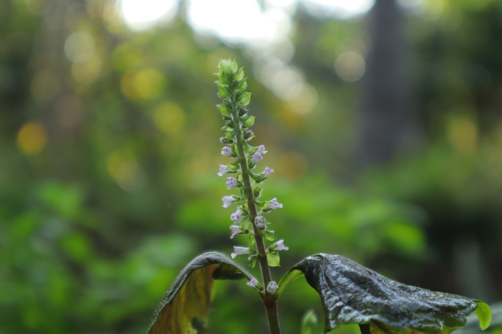 canon-eos-m50-mark-ii-sample-image-migovi-canon-eos-m50-mark-ii-sample-image-migovi-8