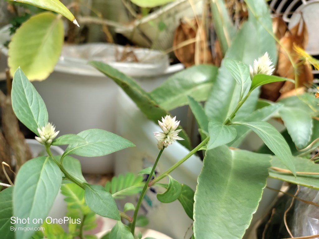oneplus-nord-ce-5g-review-camera-migovi-4