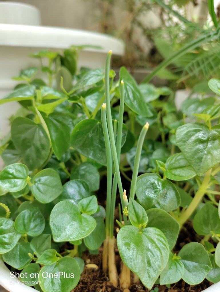 oneplus-nord-ce-5g-review-camera-migovi-6