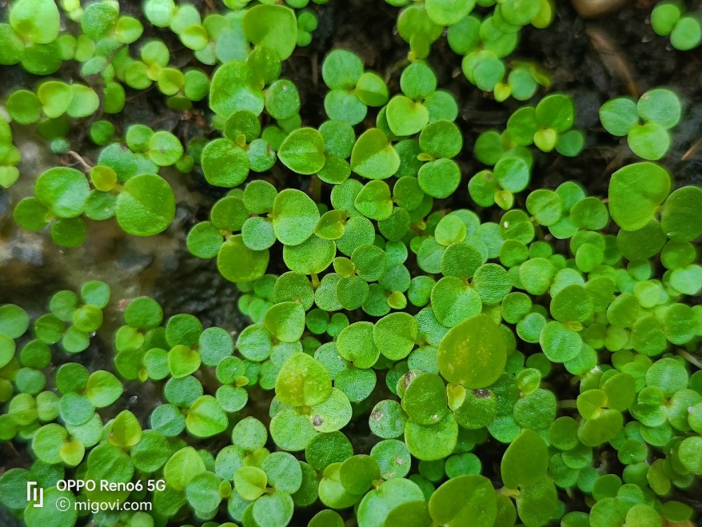 danh-gia-oppo-reno6-5g-review-camera-migovi-1