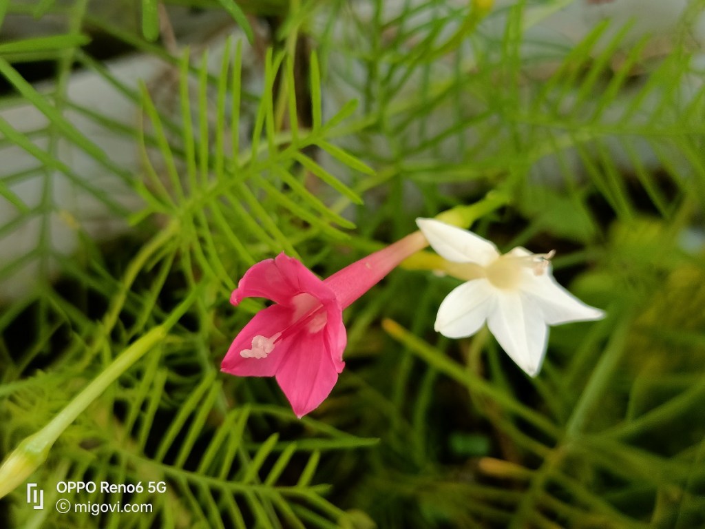 danh-gia-oppo-reno6-5g-review-camera-migovi-2