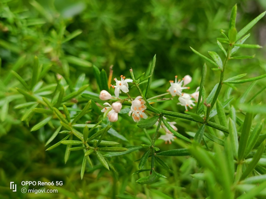 danh-gia-oppo-reno6-5g-review-camera-migovi-4