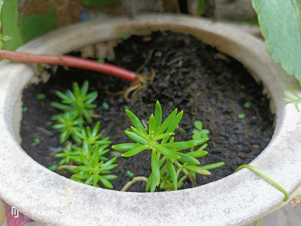 danh-gia-oppo-reno6-5g-review-camera-migovi-6