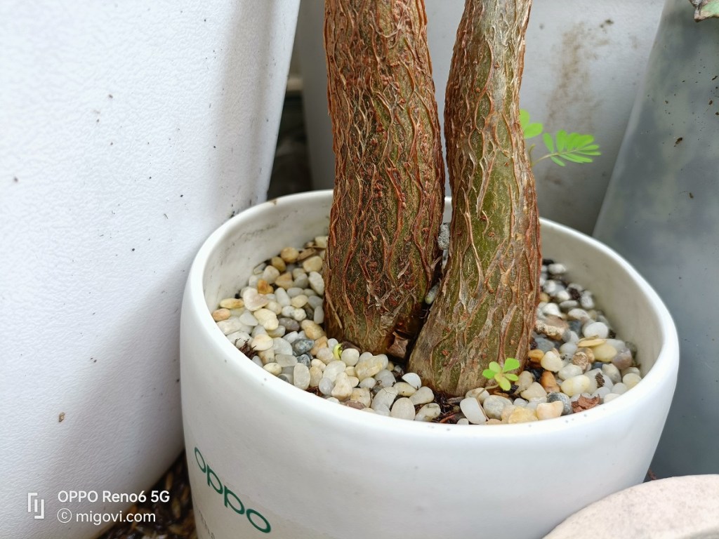 danh-gia-oppo-reno6-5g-review-camera-migovi-7