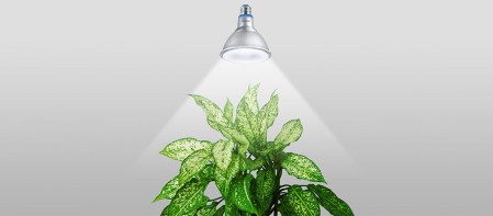 featured-philips-led-grow-par38-anh-sang-cay-xanh-trong-nha-migovi