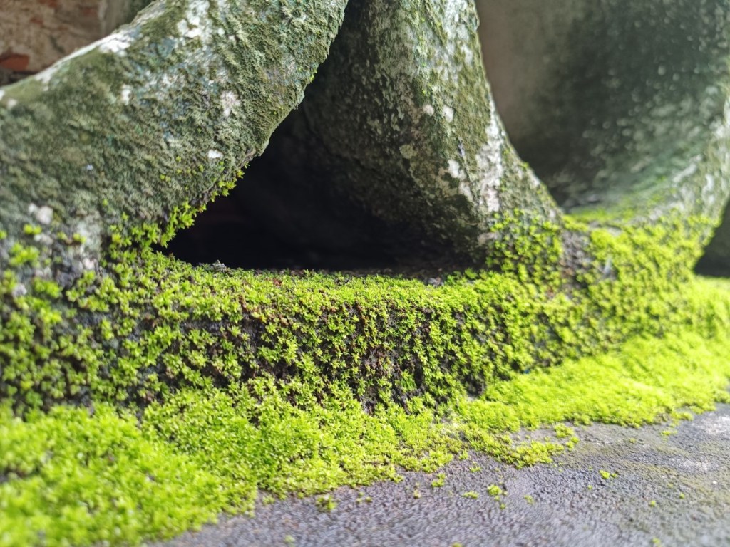 oppo-reno8-5g-review-camera-migovi-5