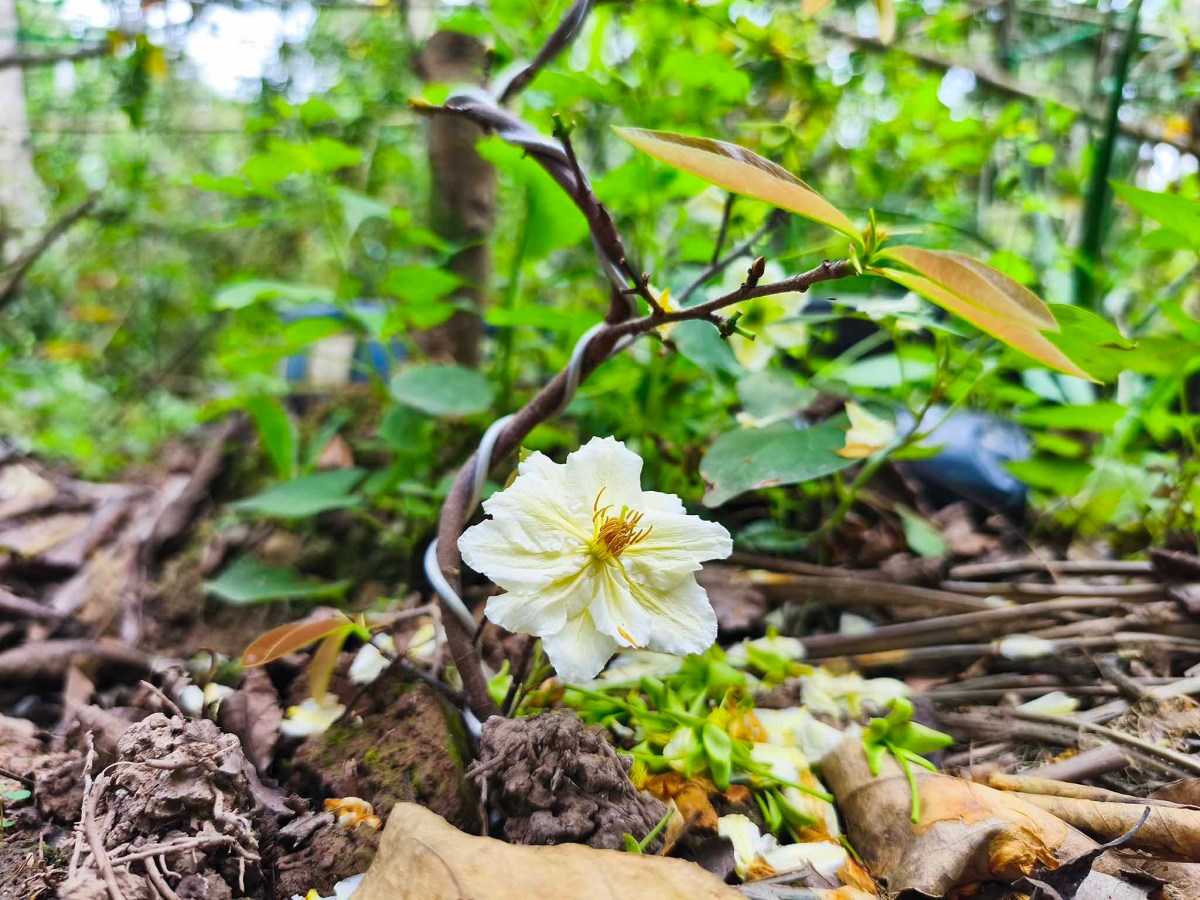 xiaomi-redmi-note-14-pro-5g-camera-test-migovi