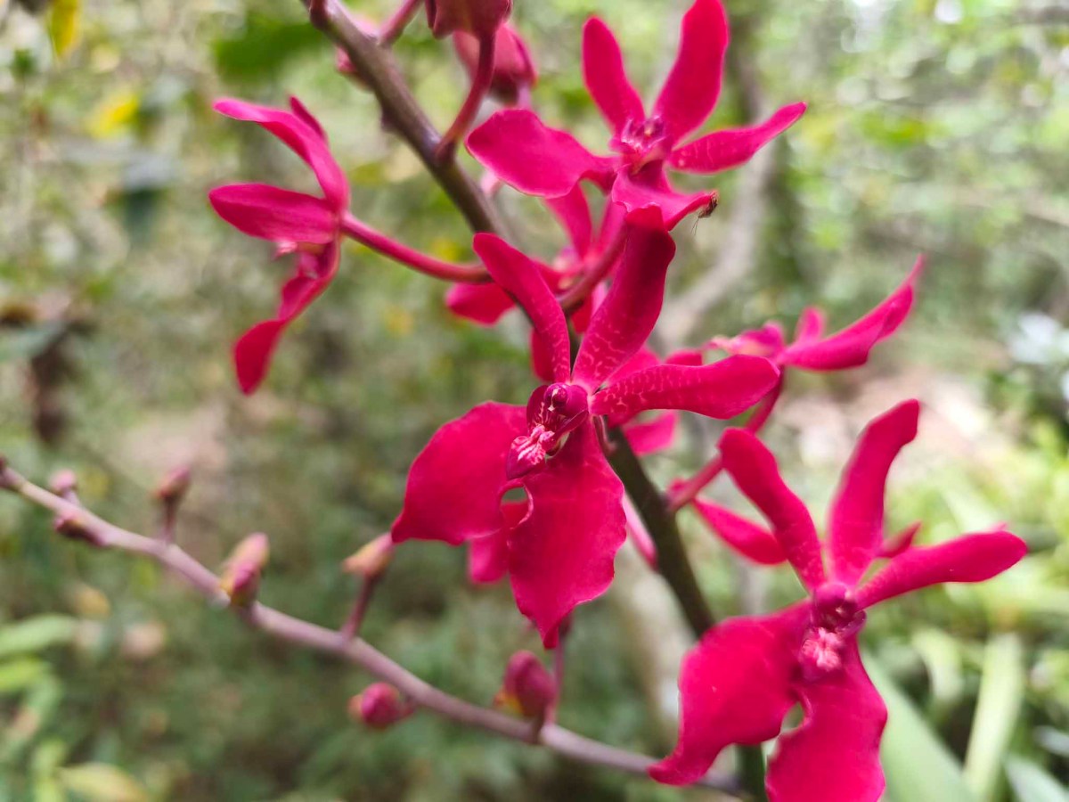 xiaomi-redmi-note-14-pro-5g-camera-test-migovi