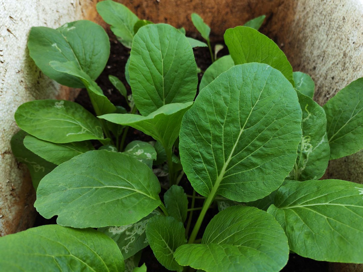 IMG_20250615_131235 copy