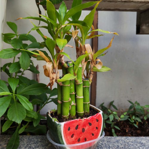 IMG_20250623_091642 copy