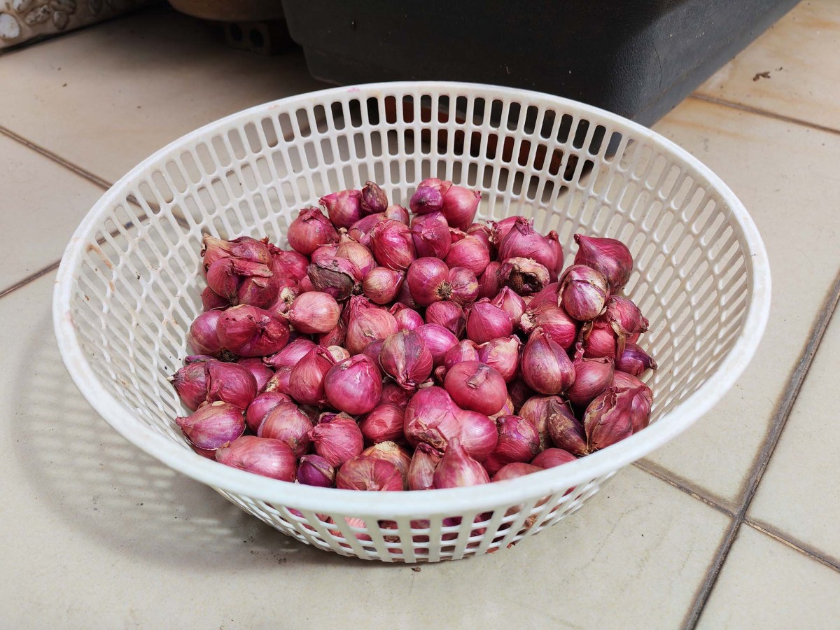 IMG_20250623_091700 copy